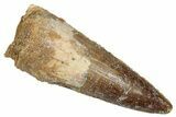 Fossil Spinosaurus Tooth - Real Dinosaur Tooth #353071-1